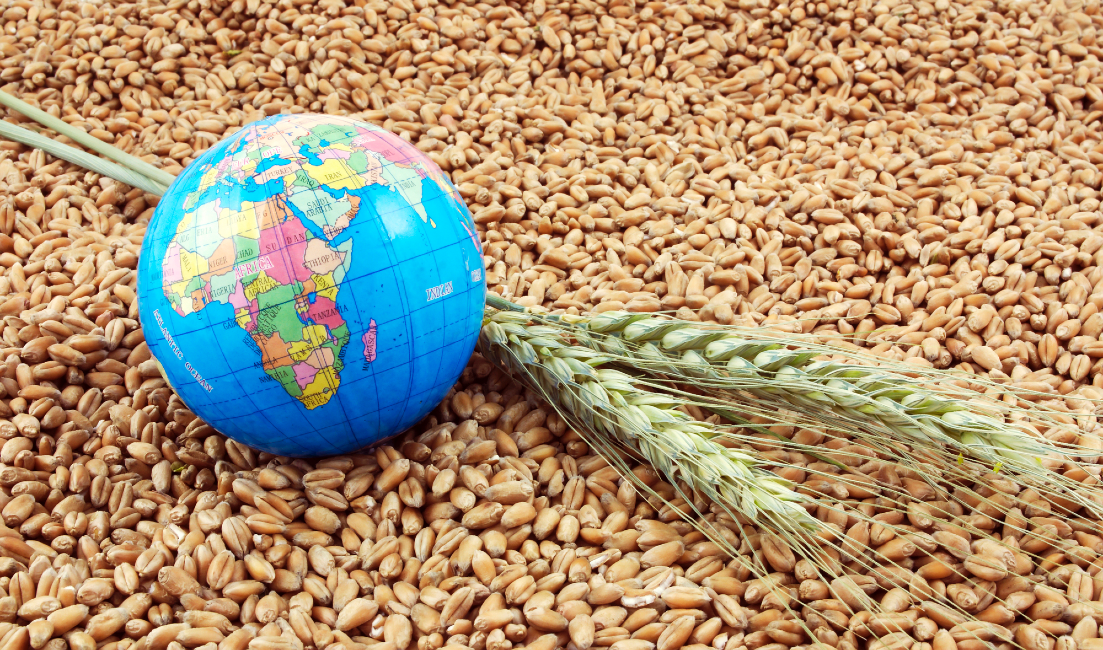 Global Food Security on The Edge as Russia Exits Grain Deal