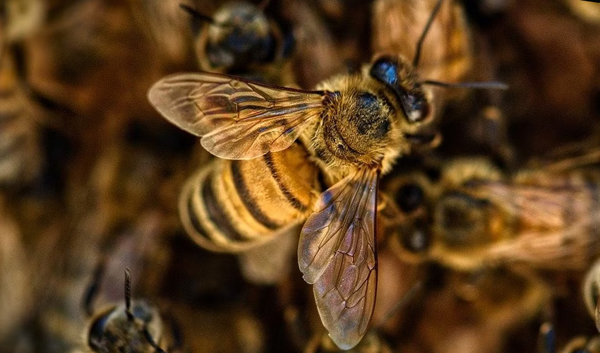 Community Outrage in Bihar: Bee Attack Claims Life of Man in Police Custody